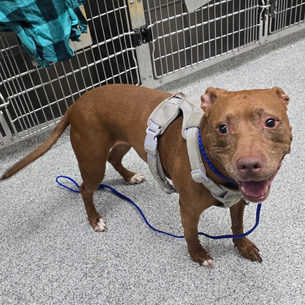 Brownie, a Adoptable American Staffordshire Terrier in Grand Rapids, MI image 1/3