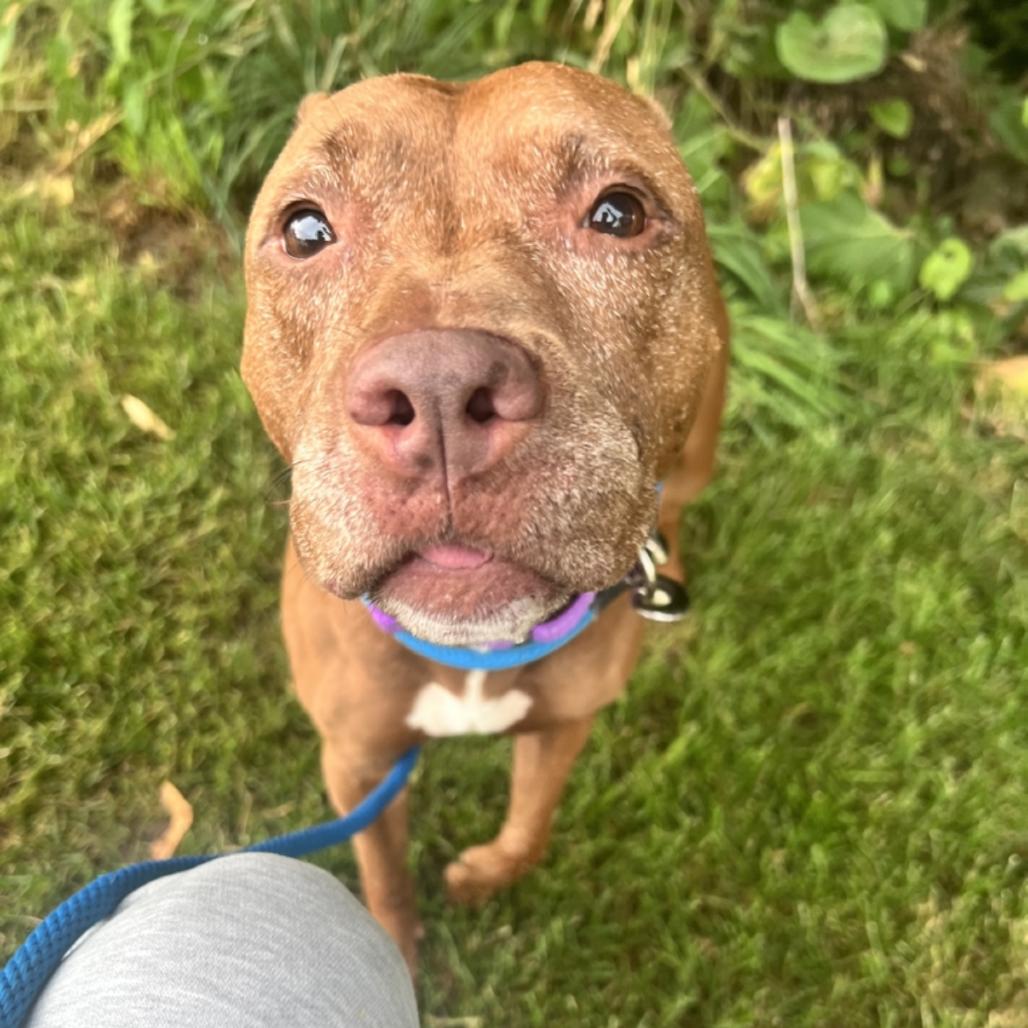 Brownie, a Adoptable American Staffordshire Terrier in Grand Rapids, MI image 2/3