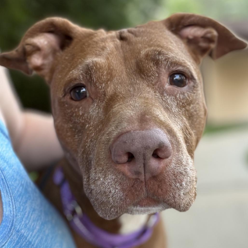 Brownie, a Adoptable American Staffordshire Terrier in Grand Rapids, MI image 3/3