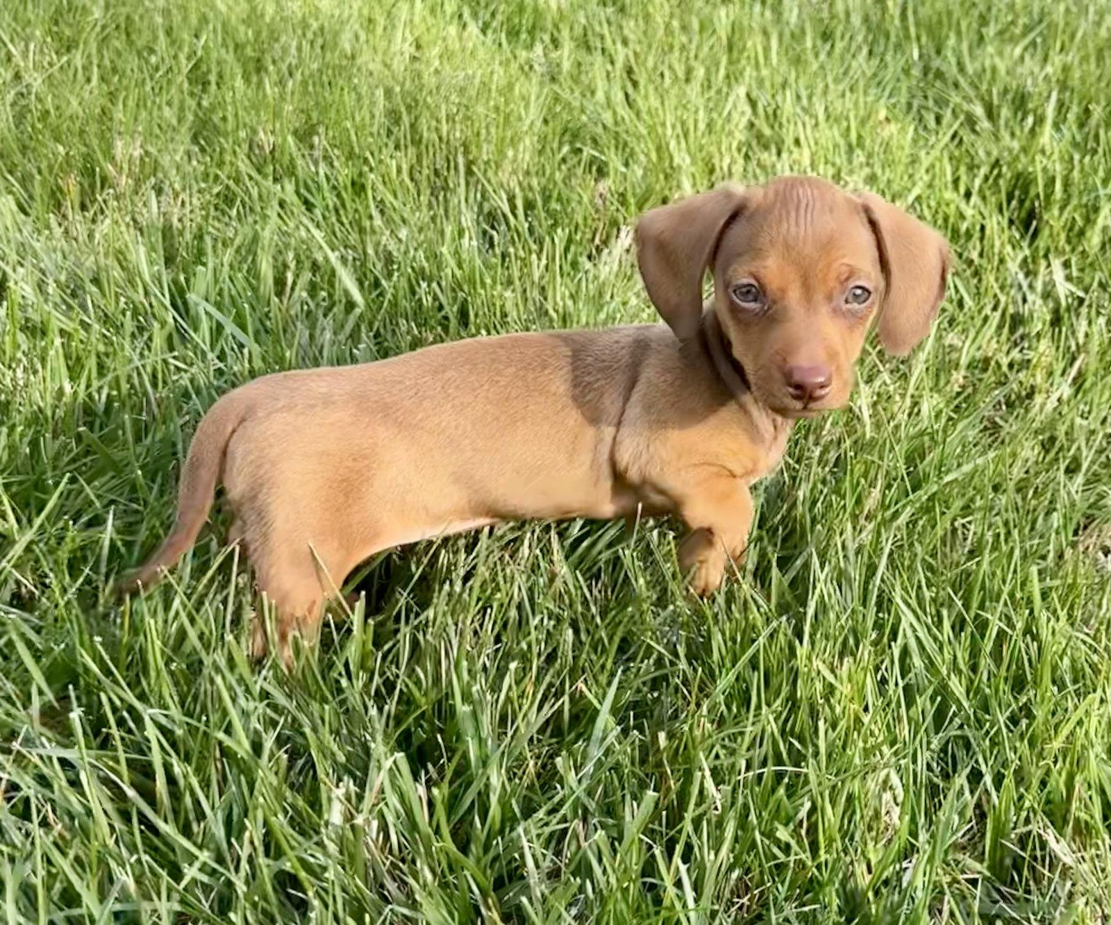 Enlarge Penelope Mae, a Adopted Dachshund in Nashville, TN image 1/3