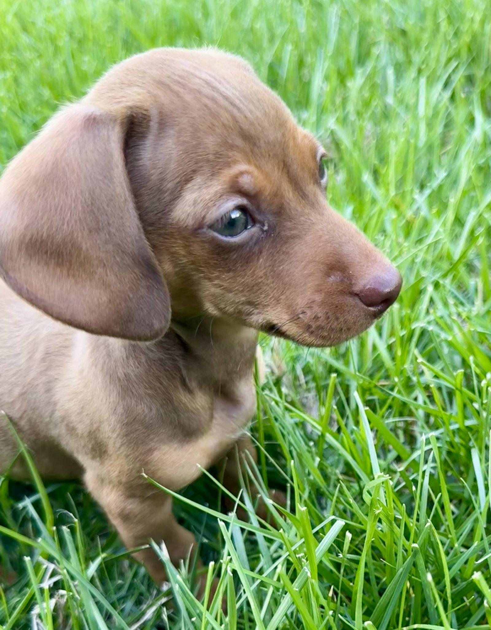 Enlarge Penelope Mae, a Adopted Dachshund in Nashville, TN image 2/3