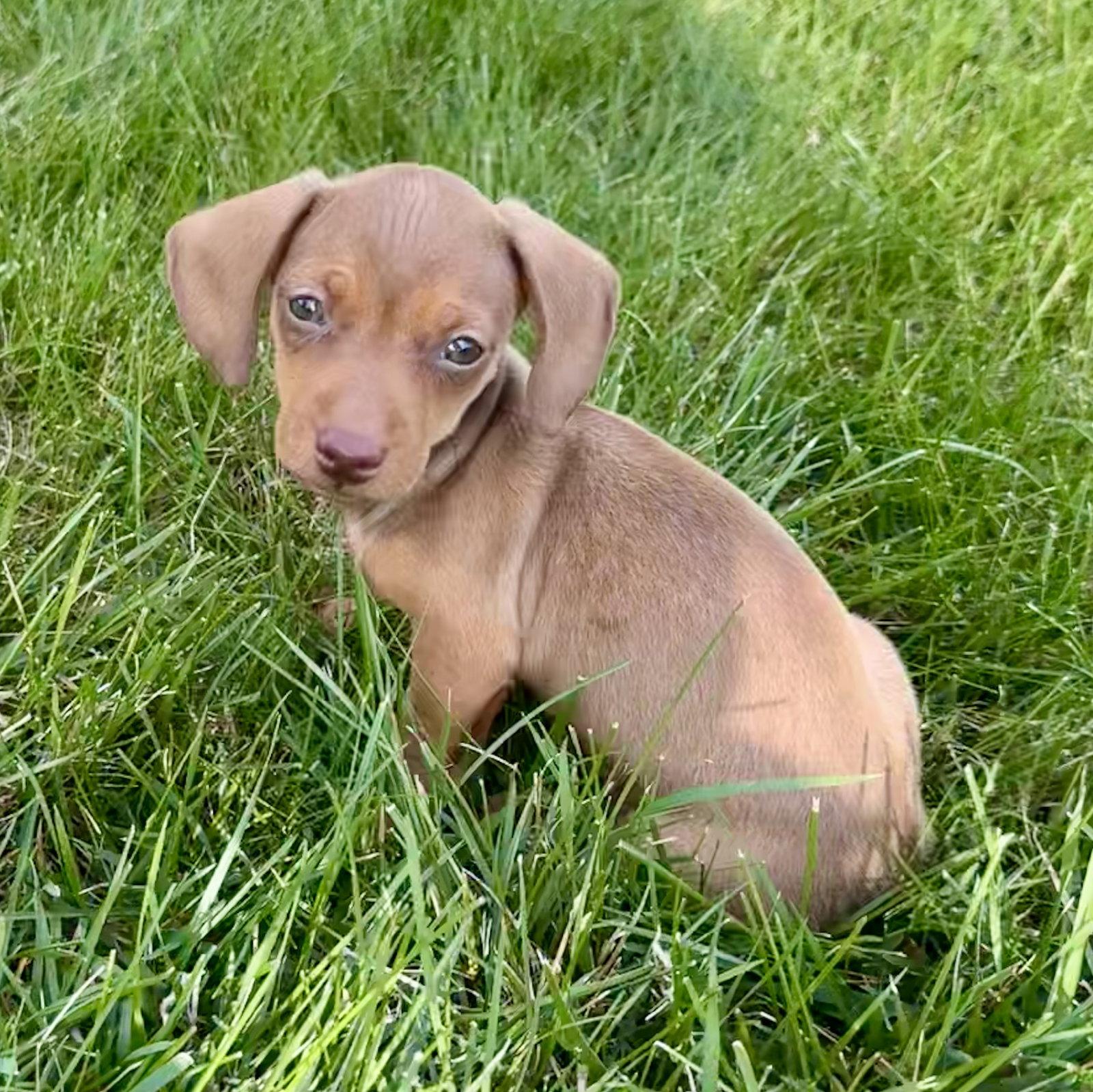 Enlarge Penelope Mae, a Adopted Dachshund in Nashville, TN image 3/3