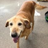 Nelson, an adopted Golden Retriever in Long Beach, WA image 1/2