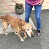 Nelson, an adopted Golden Retriever in Long Beach, WA image 2/2