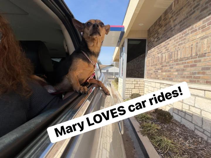 Enlarge Mary, a ADOPTABLE Chihuahua in Broken Arrow, OK image 1/1