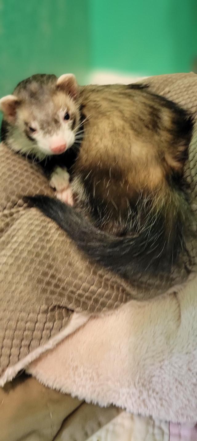 Enlarge Tuna, an adopted Ferret in Acworth, GA image 1/1