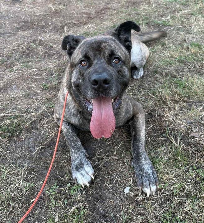 Sultan, Adoptable, Adult Male Mastiff.