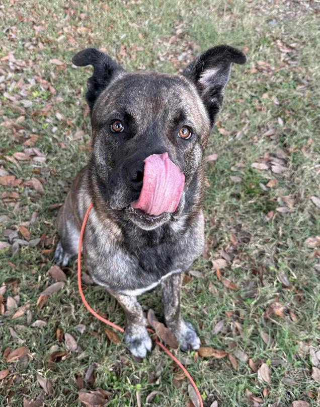 Enlarge Sultan, a Adoptable Mastiff in Osteen, FL image 2/3