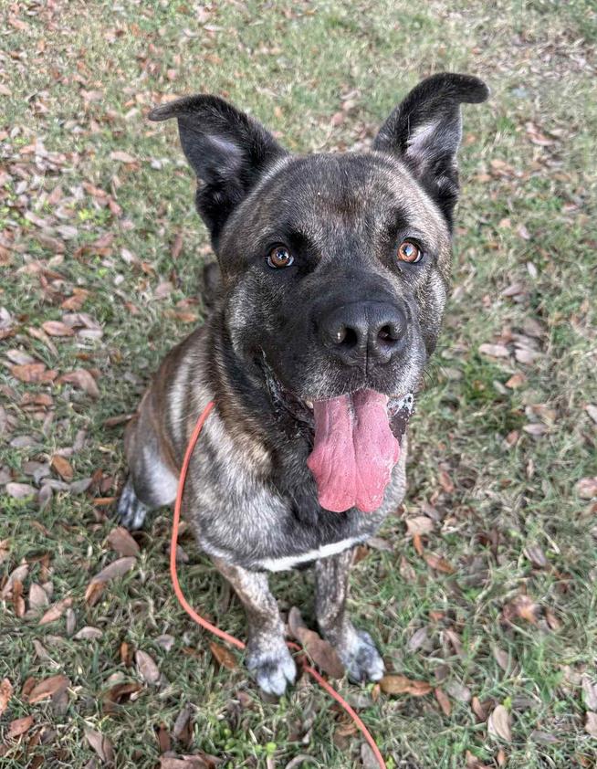 Enlarge Sultan, a Adoptable Mastiff in Osteen, FL image 3/3