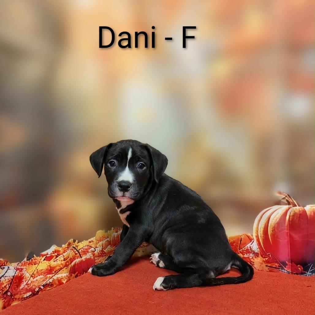 Dani, Adoptable, Puppy Female Pit Bull Terrier & Mixed Breed.