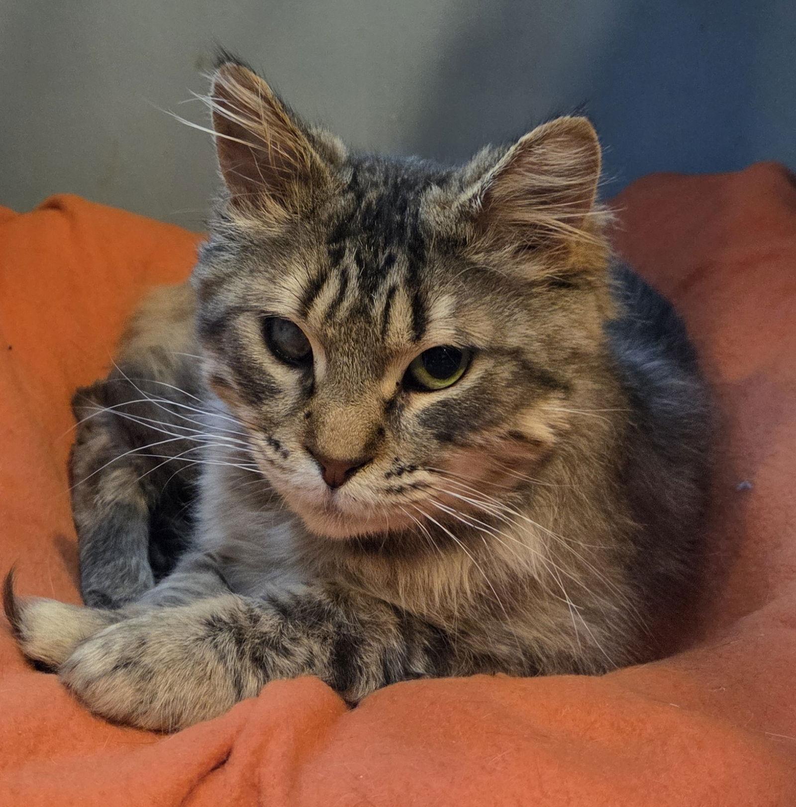 Jedediah, Adoptable, Young Male Domestic Long Hair & Tabby.
