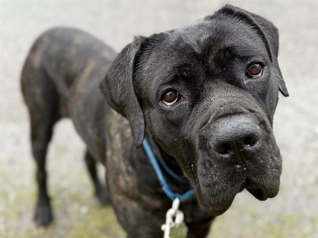 ROOPA, Adoptable, Young Female Cane Corso.