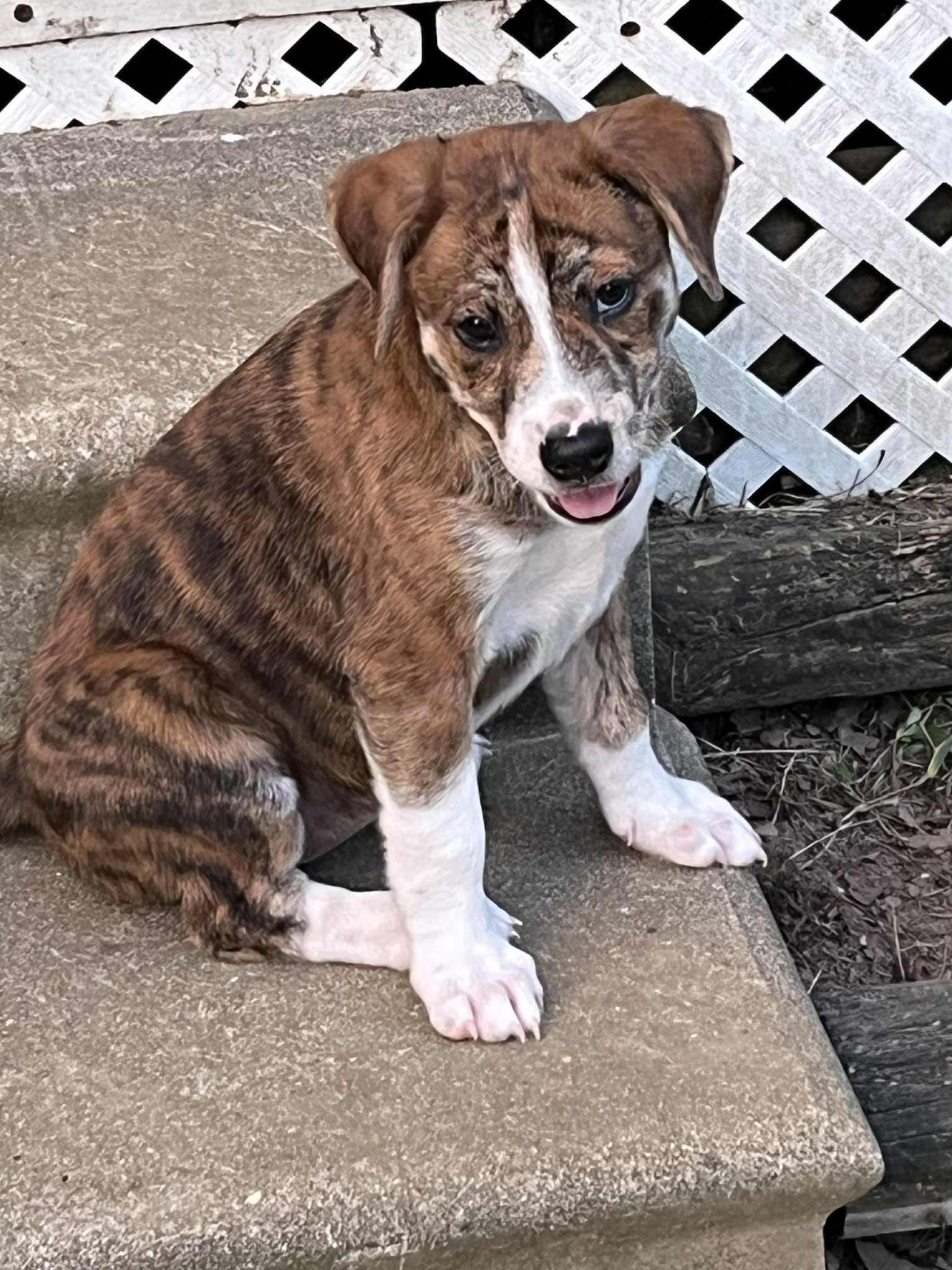Delilah