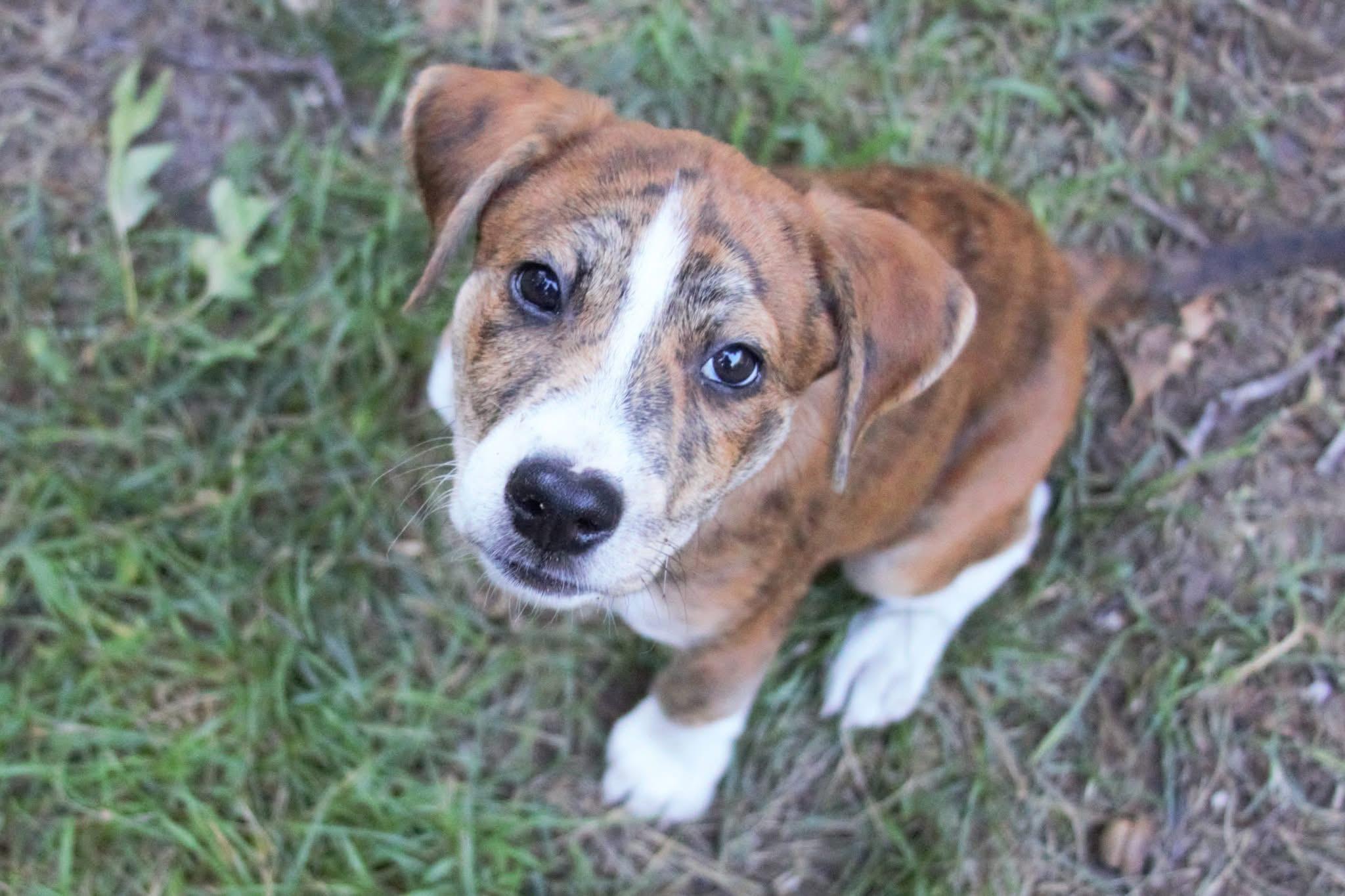 Delilah
