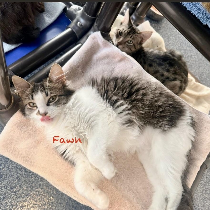Enlarge Fawn, an adopted Domestic Long Hair in Palatine, IL image 1/3