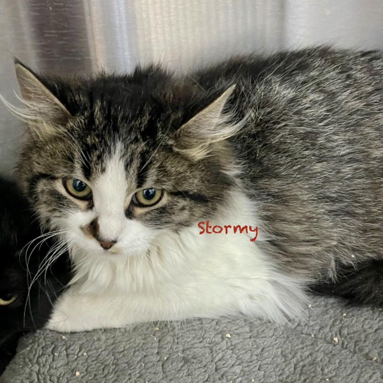 Enlarge Fawn, an adopted Domestic Long Hair in Palatine, IL image 3/3