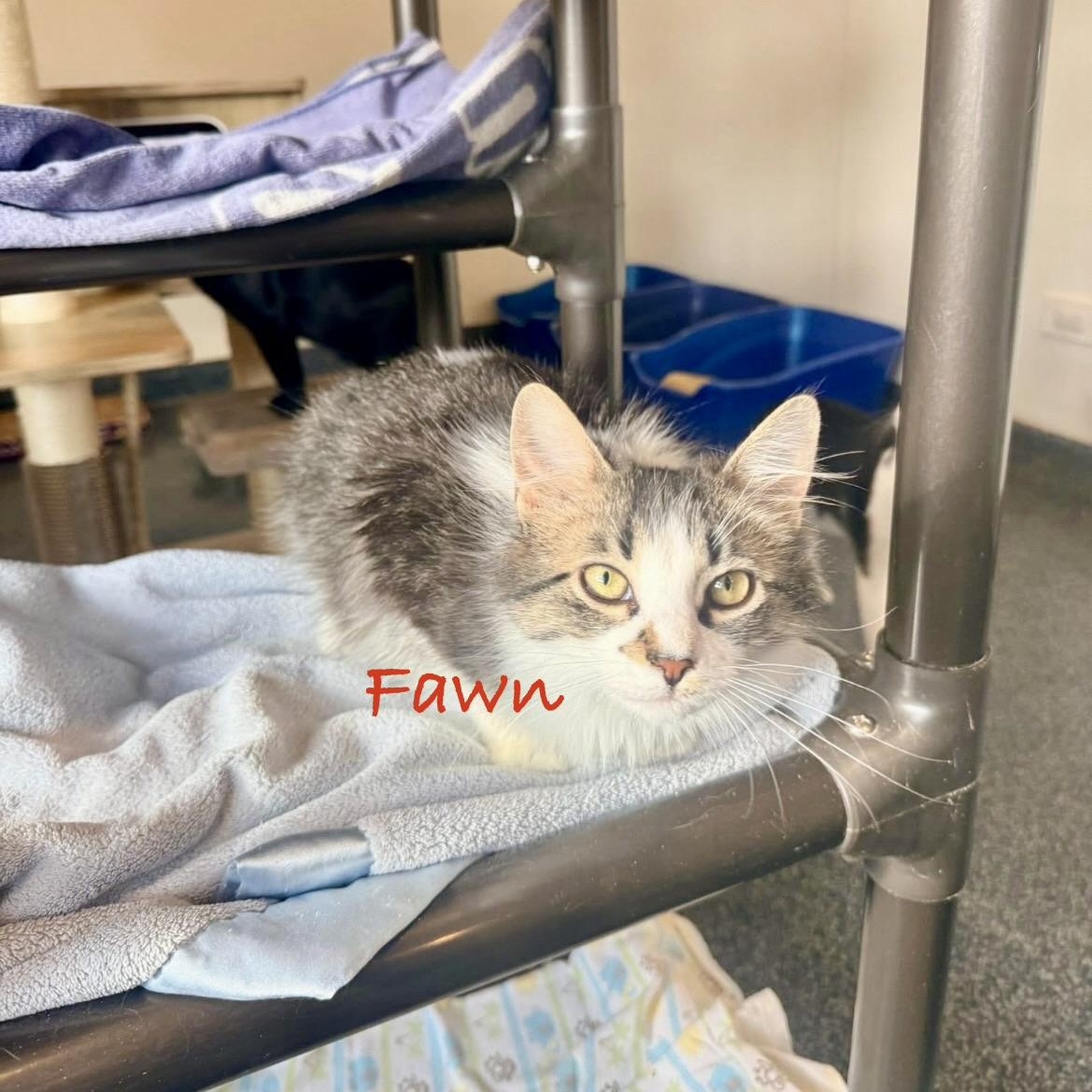 Enlarge Fawn, an adopted Domestic Long Hair in Palatine, IL image 2/3