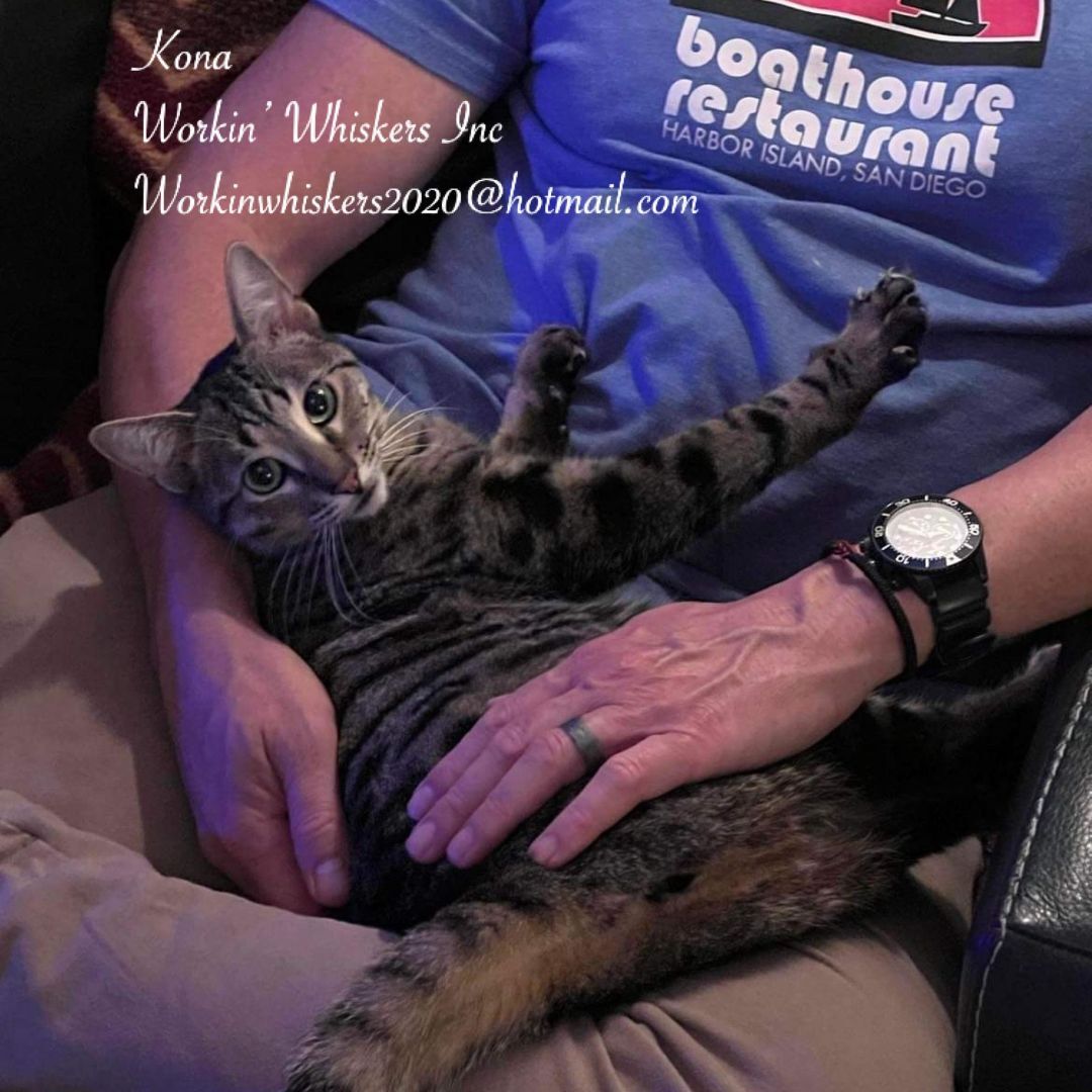 Enlarge KONA, a Adoptable mixed breed in Beaumont, CA image 5/6