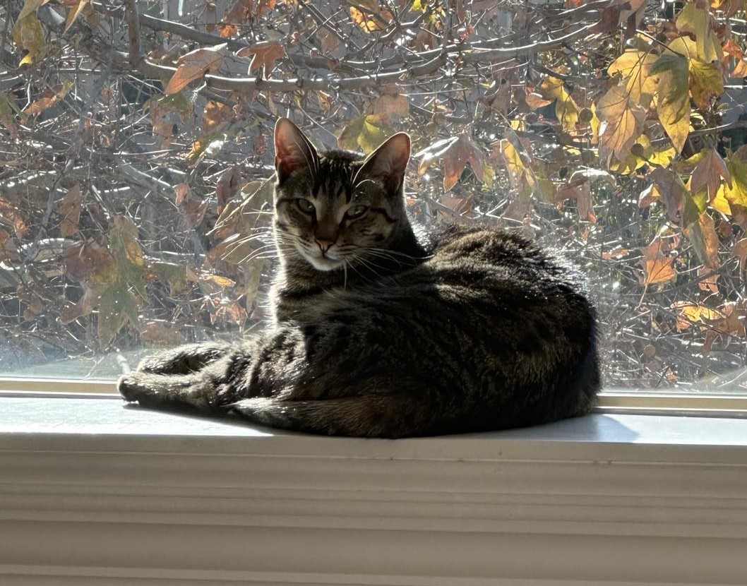 KONA, Adoptable, Young Female Egyptian Mau & Domestic Short Hair.