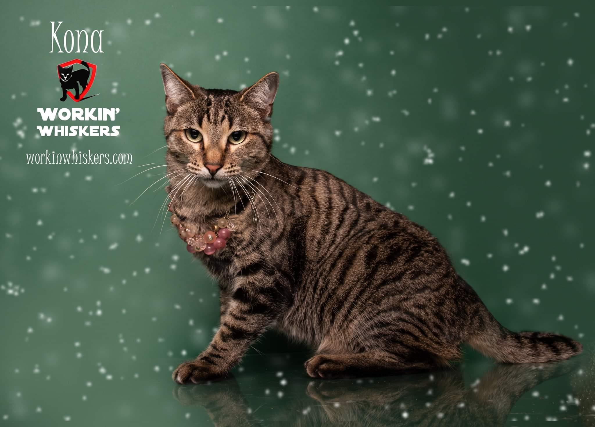 Enlarge KONA, a Adoptable mixed breed in Beaumont, CA image 3/6