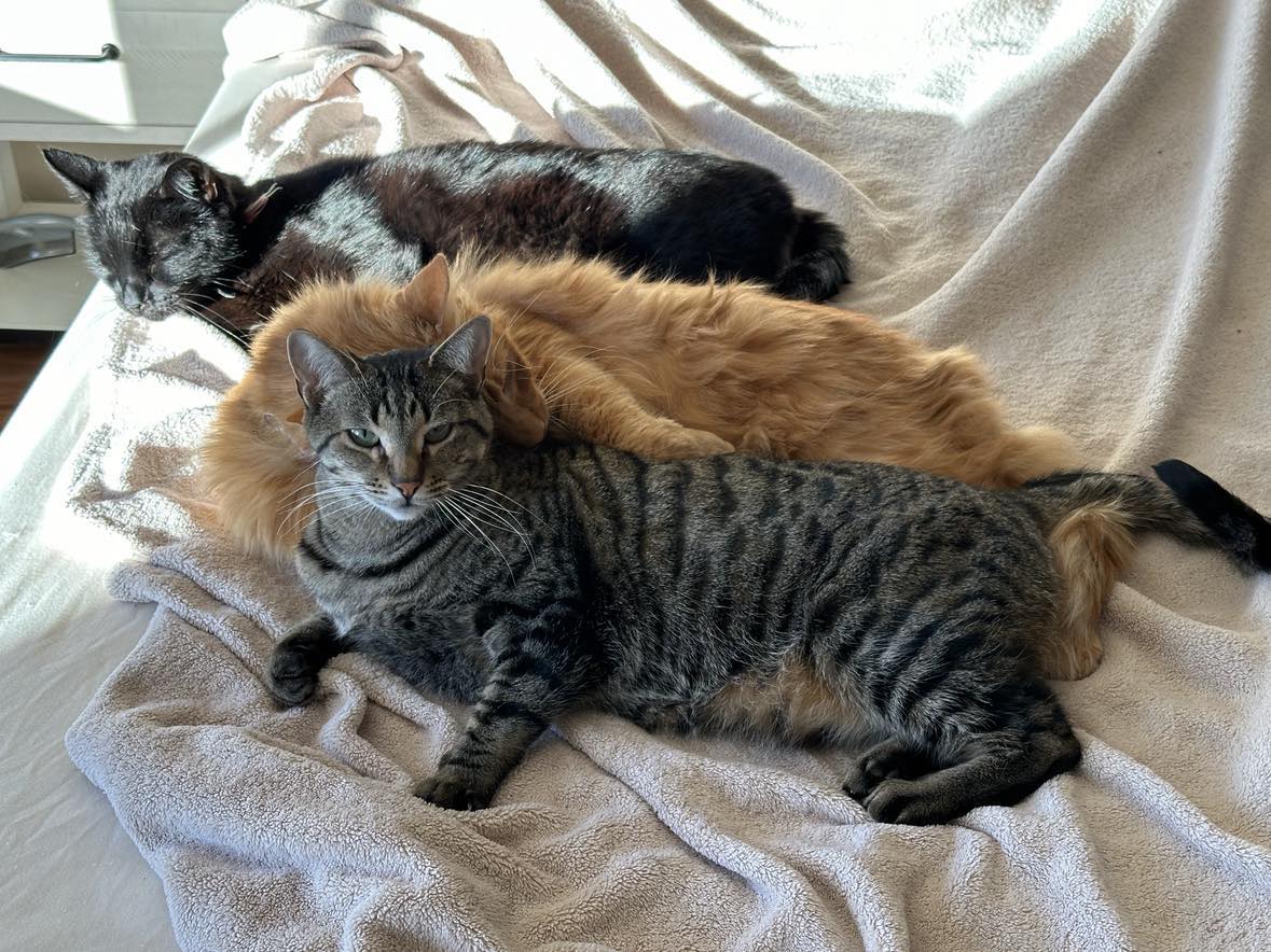 Enlarge KONA, a Adoptable mixed breed in Beaumont, CA image 4/6