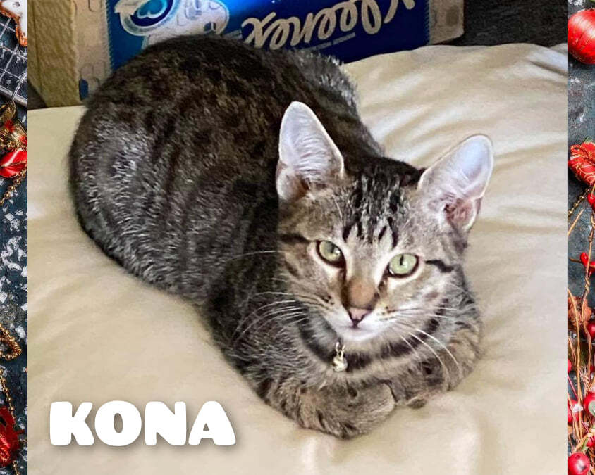 Enlarge KONA, a Adoptable mixed breed in Beaumont, CA image 6/6