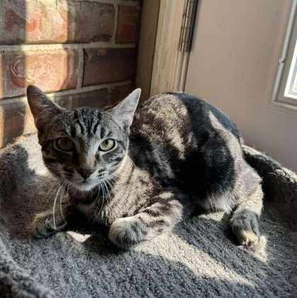 Enlarge Willy, a Adoptable Domestic Short Hair in Warr Acres, OK image 1/1