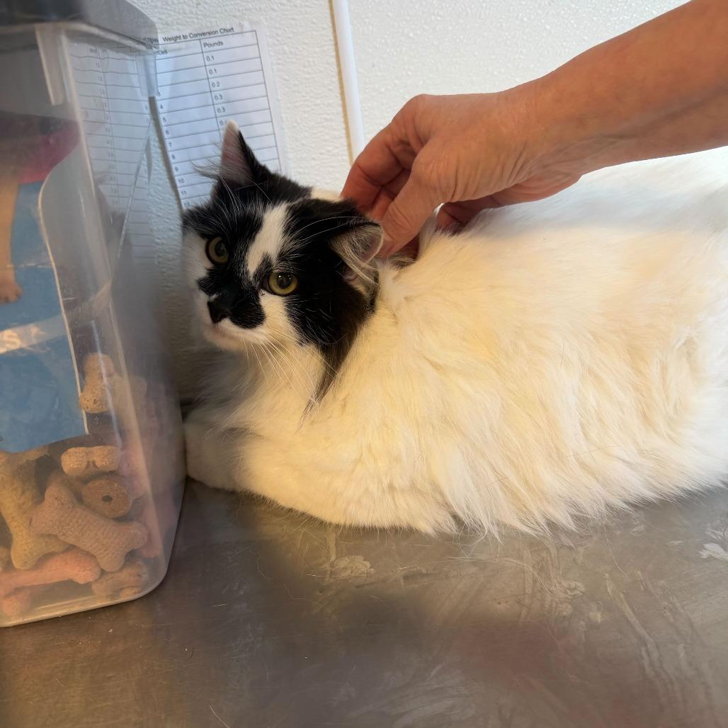 Enlarge Monster, a Adoptable Domestic Long Hair in Rifle, CO image 1/5