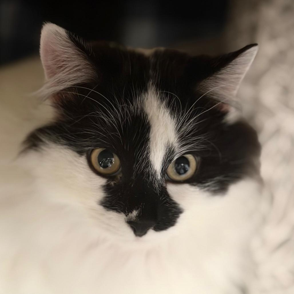 Enlarge Monster, a Adoptable Domestic Long Hair in Rifle, CO image 2/5