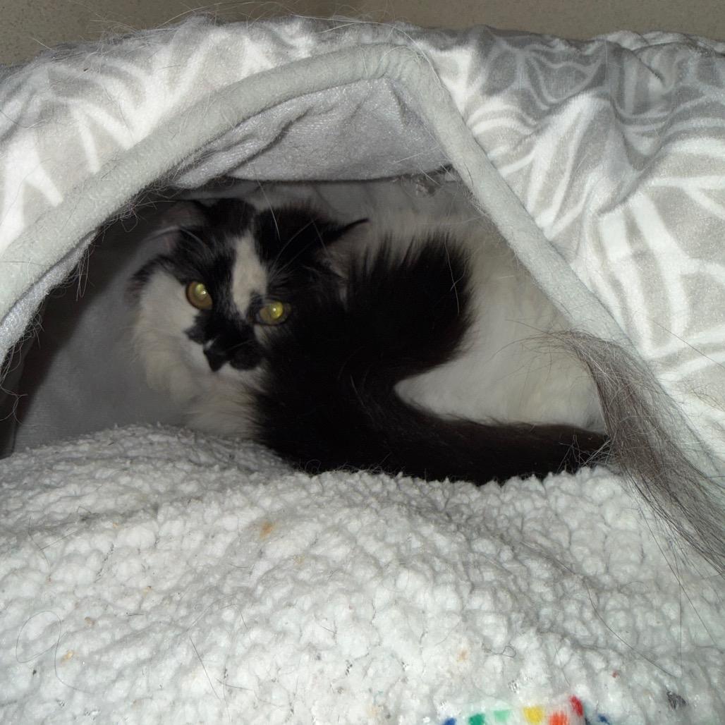 Enlarge Monster, a Adoptable Domestic Long Hair in Rifle, CO image 3/5