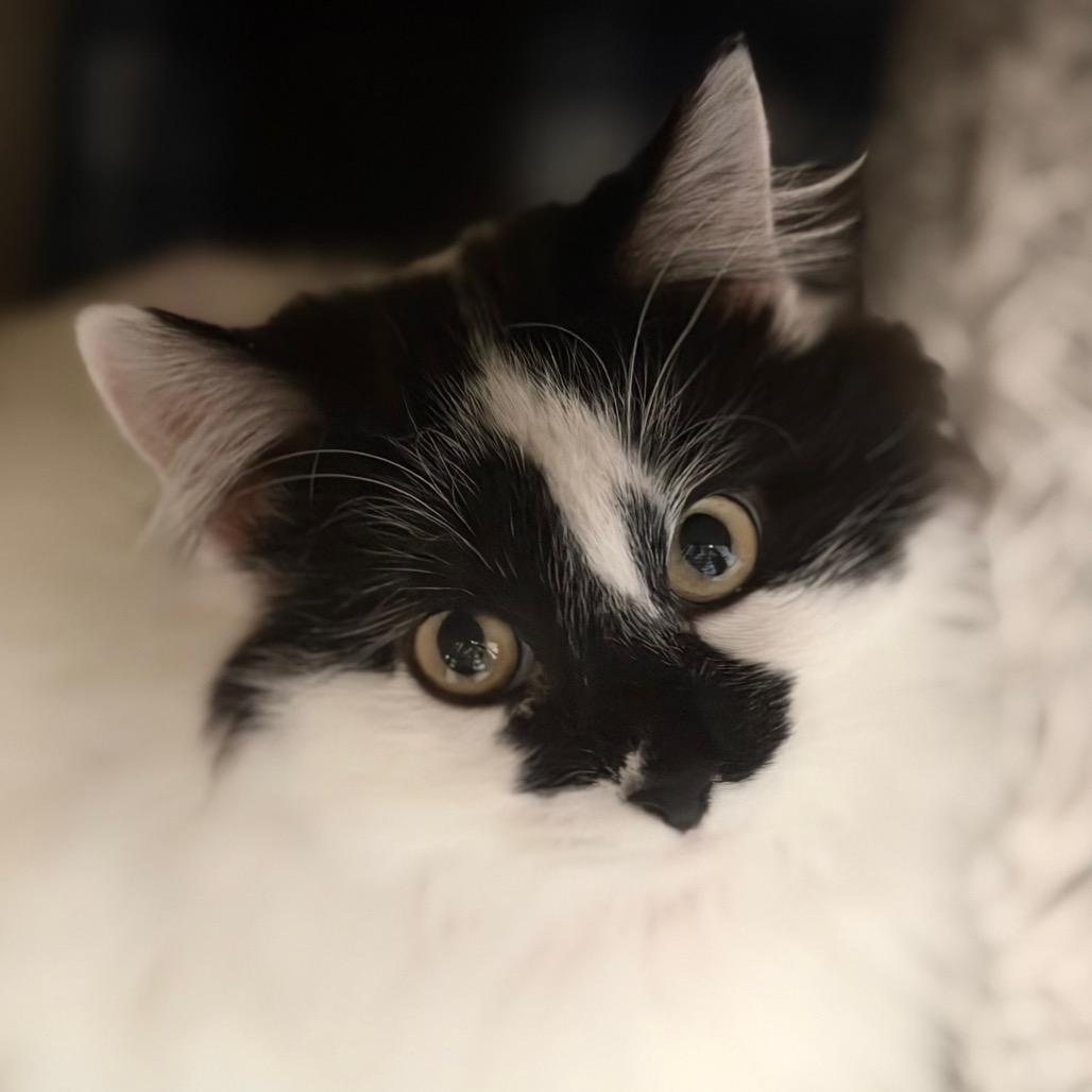 Enlarge Monster, a Adoptable Domestic Long Hair in Rifle, CO image 4/5