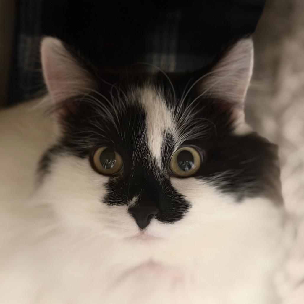 Enlarge Monster, a Adoptable Domestic Long Hair in Rifle, CO image 5/5