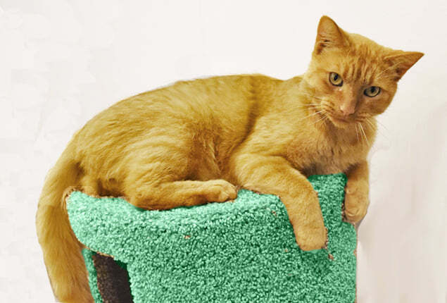 Enlarge NachoCat Baker 1118, a Adoptable Domestic Short Hair in Farmington Hills, MI image 2/5