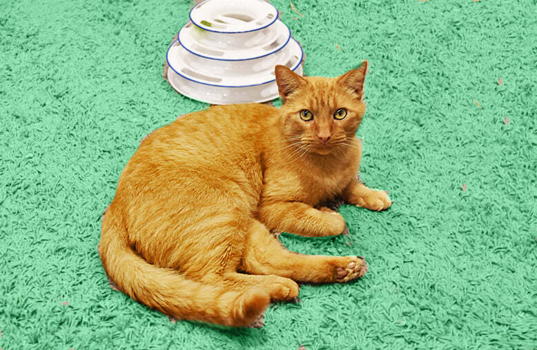 Enlarge NachoCat Baker 1118, a Adoptable Domestic Short Hair in Farmington Hills, MI image 3/5