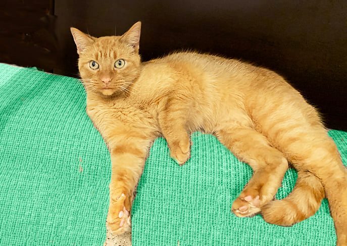 Enlarge NachoCat Baker 1118, a Adoptable Domestic Short Hair in Farmington Hills, MI image 4/5