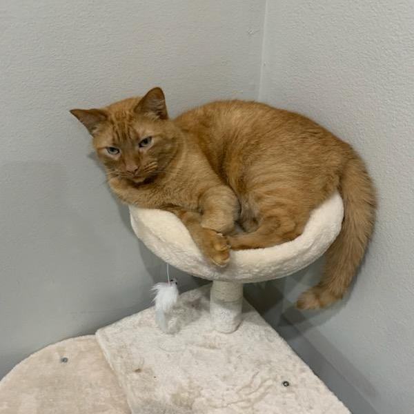 Enlarge NachoCat Baker 1118, a Adoptable Domestic Short Hair in Farmington Hills, MI image 5/5