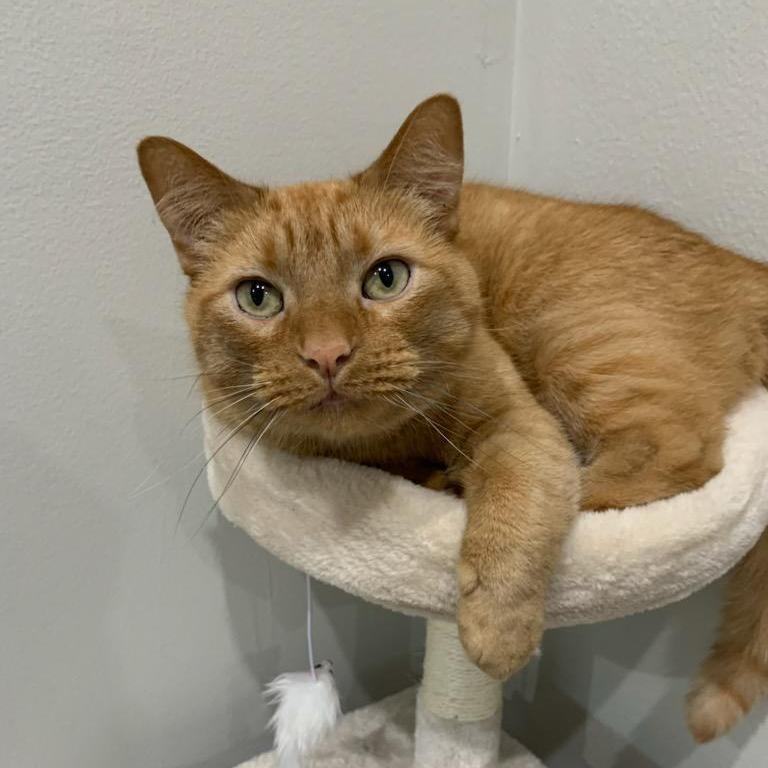 NachoCat Baker 1118, Adoptable, Adult Male Domestic Short Hair.