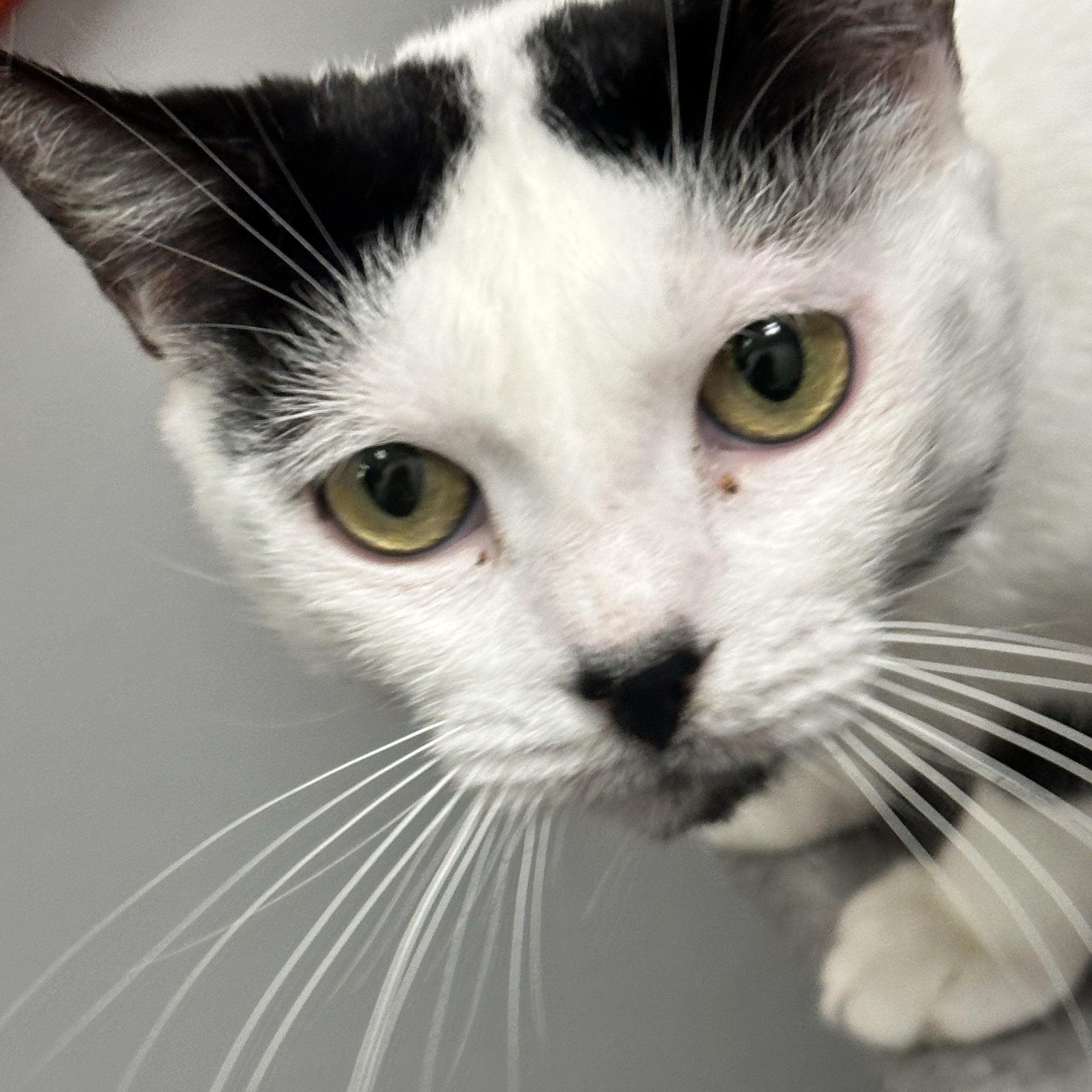 Diane, Adoptable, Adult Female Domestic Short Hair.