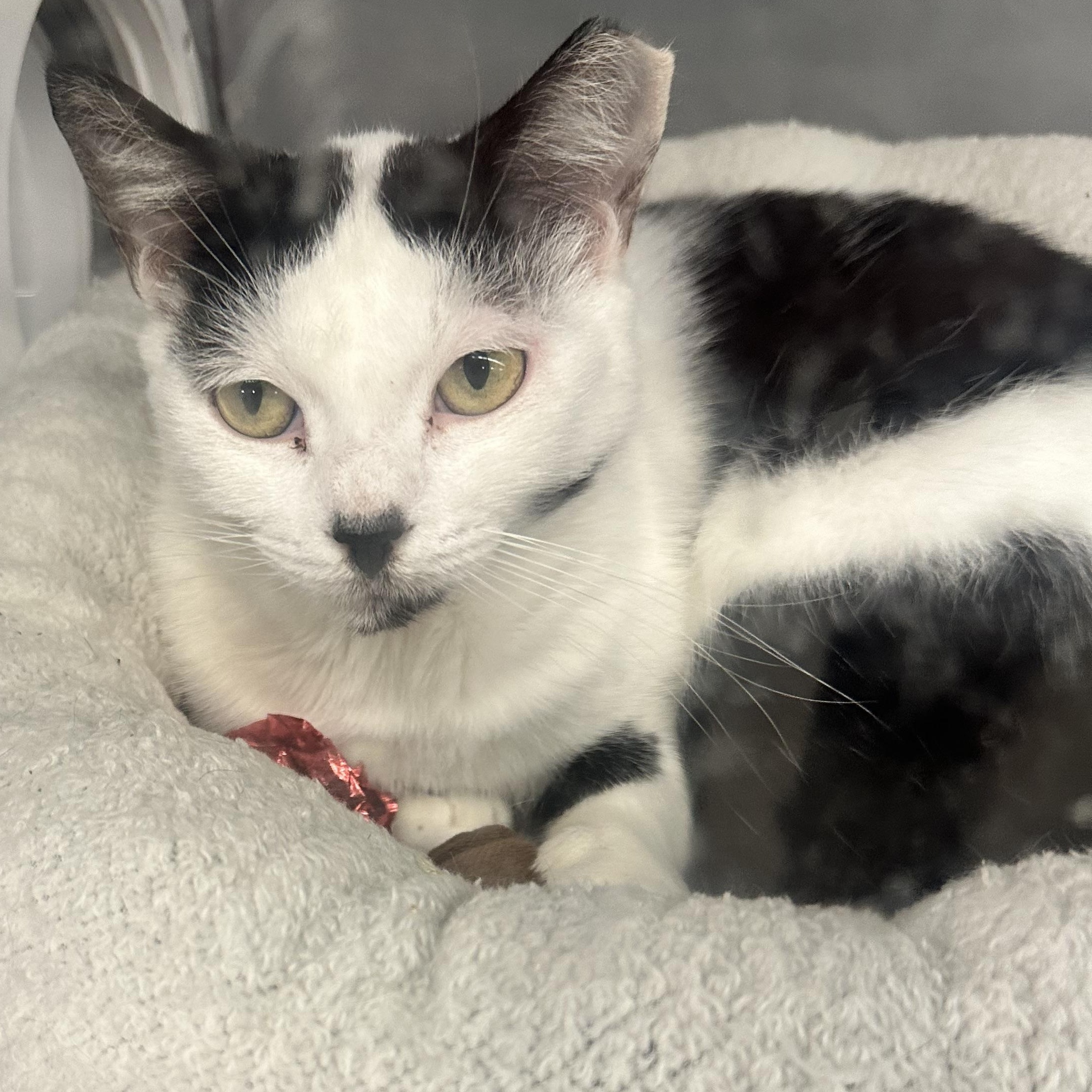 Enlarge Diane, a Adoptable Domestic Short Hair in Beaufort, SC image 5/6