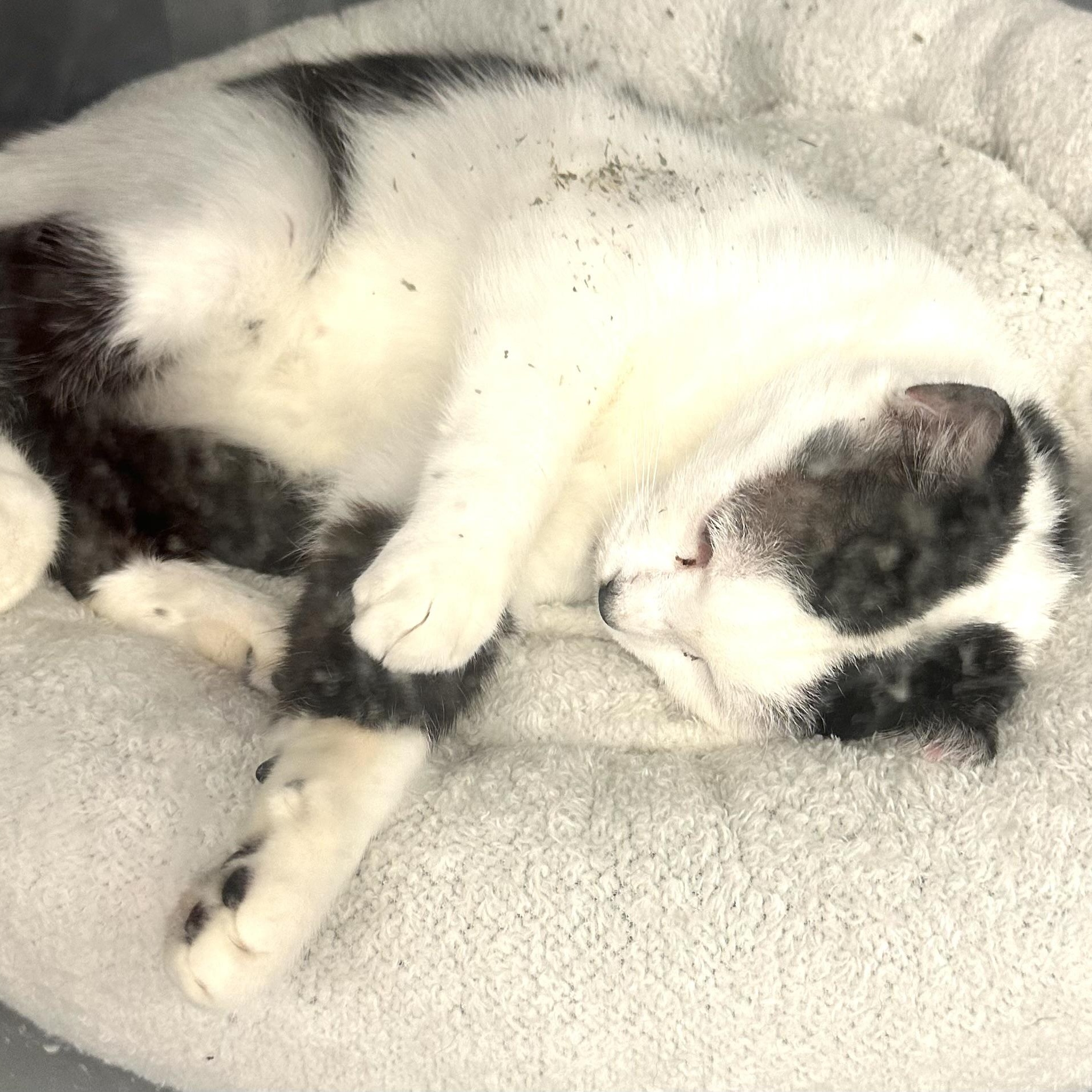 Enlarge Diane, a Adoptable Domestic Short Hair in Beaufort, SC image 6/6