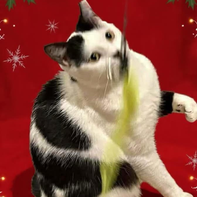 Enlarge Diane, a Adoptable Domestic Short Hair in Beaufort, SC image 2/6