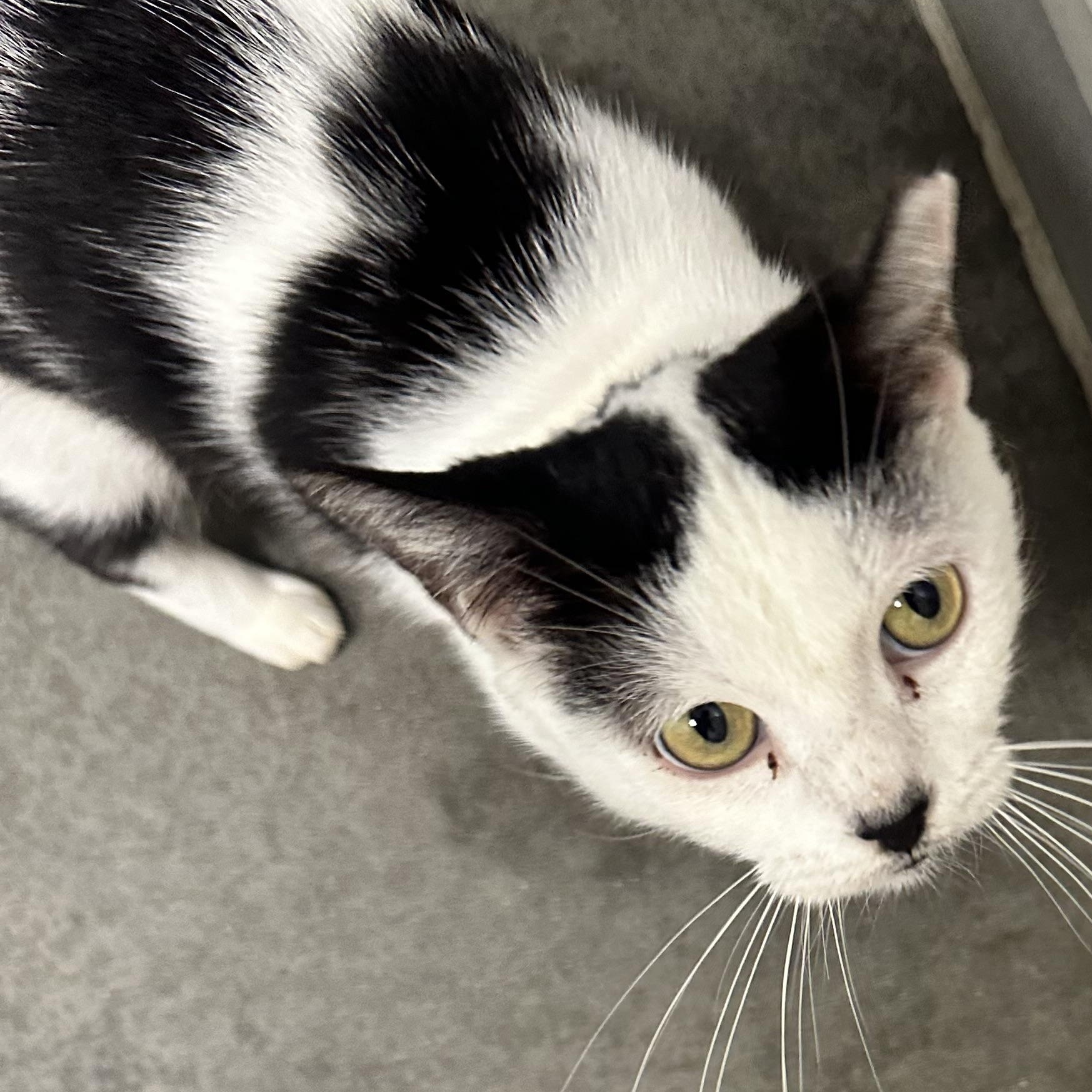 Enlarge Diane, a Adoptable Domestic Short Hair in Beaufort, SC image 4/6