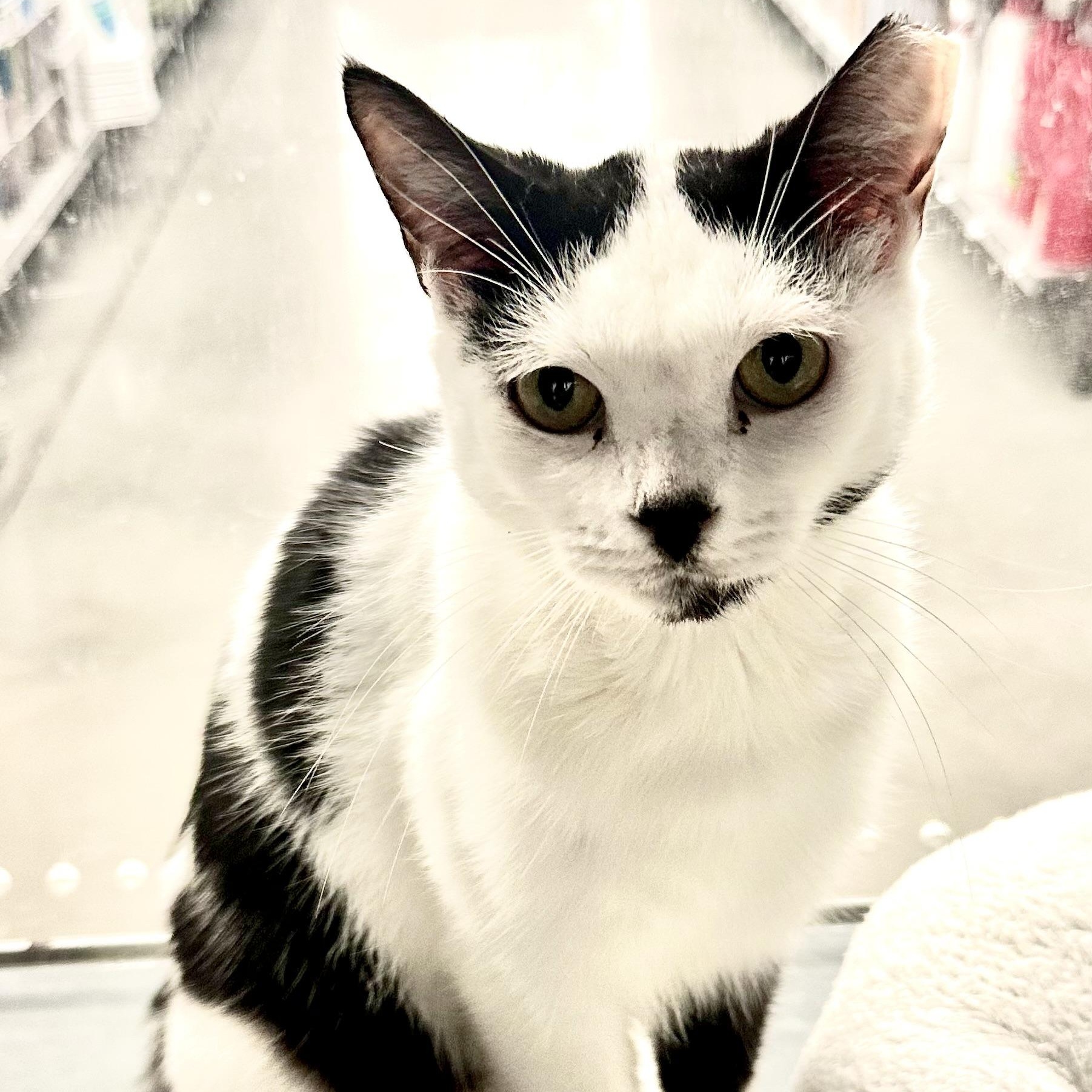 Enlarge Diane, a Adoptable Domestic Short Hair in Beaufort, SC image 3/6