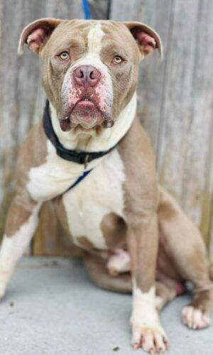 Enlarge AC-4646 "Mr.Paddington", an adopted mixed breed in Conyers, GA image 1/1