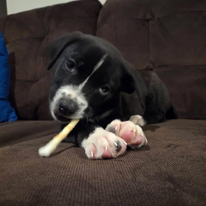 Enlarge R2D2, a ADOPTABLE Mixed Breed in Des Moines, IA image 1/3