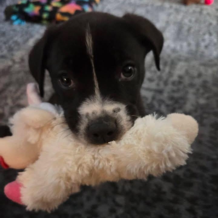 Enlarge R2D2, a ADOPTABLE Mixed Breed in Des Moines, IA image 2/3