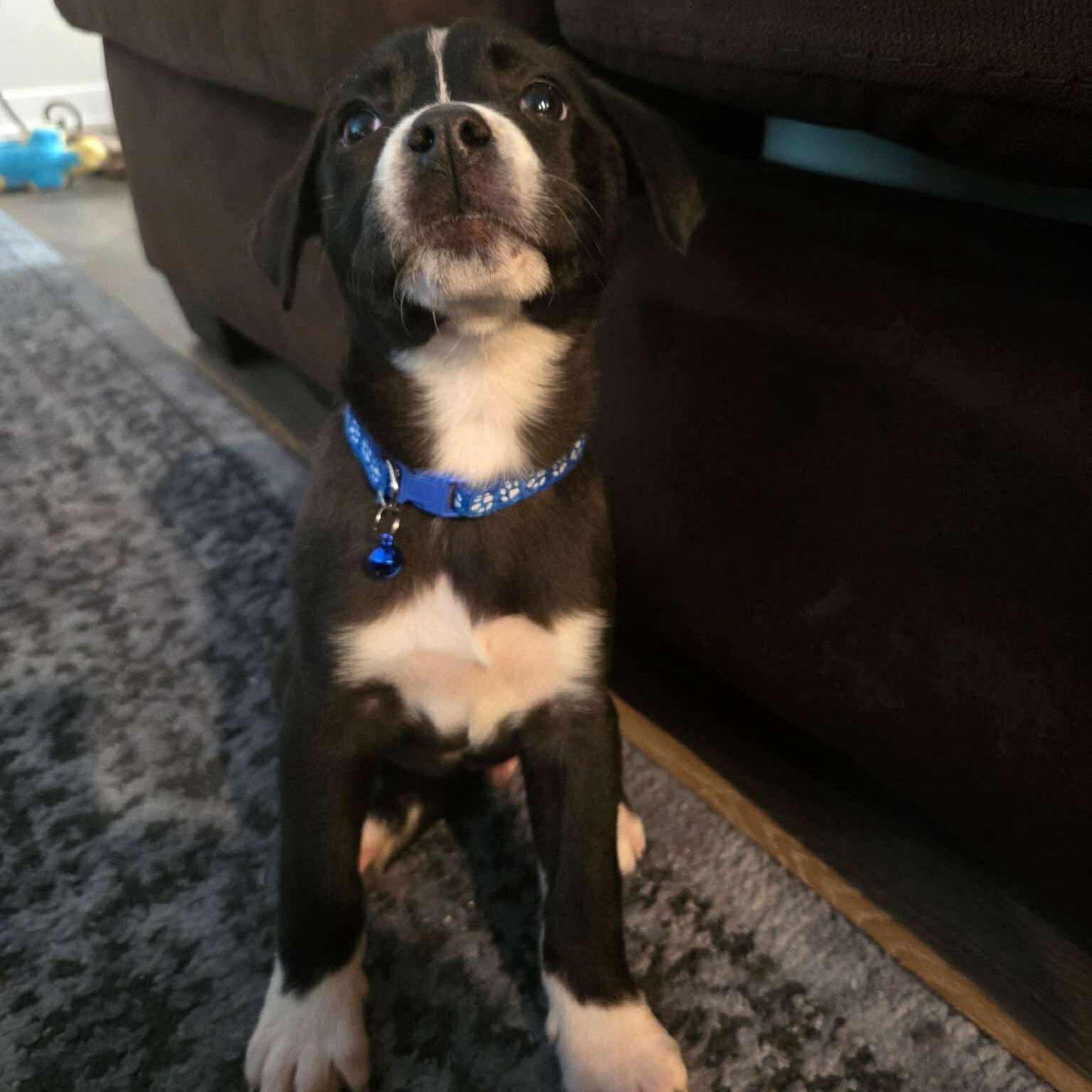 Enlarge R2D2, a ADOPTABLE Mixed Breed in Des Moines, IA image 3/3