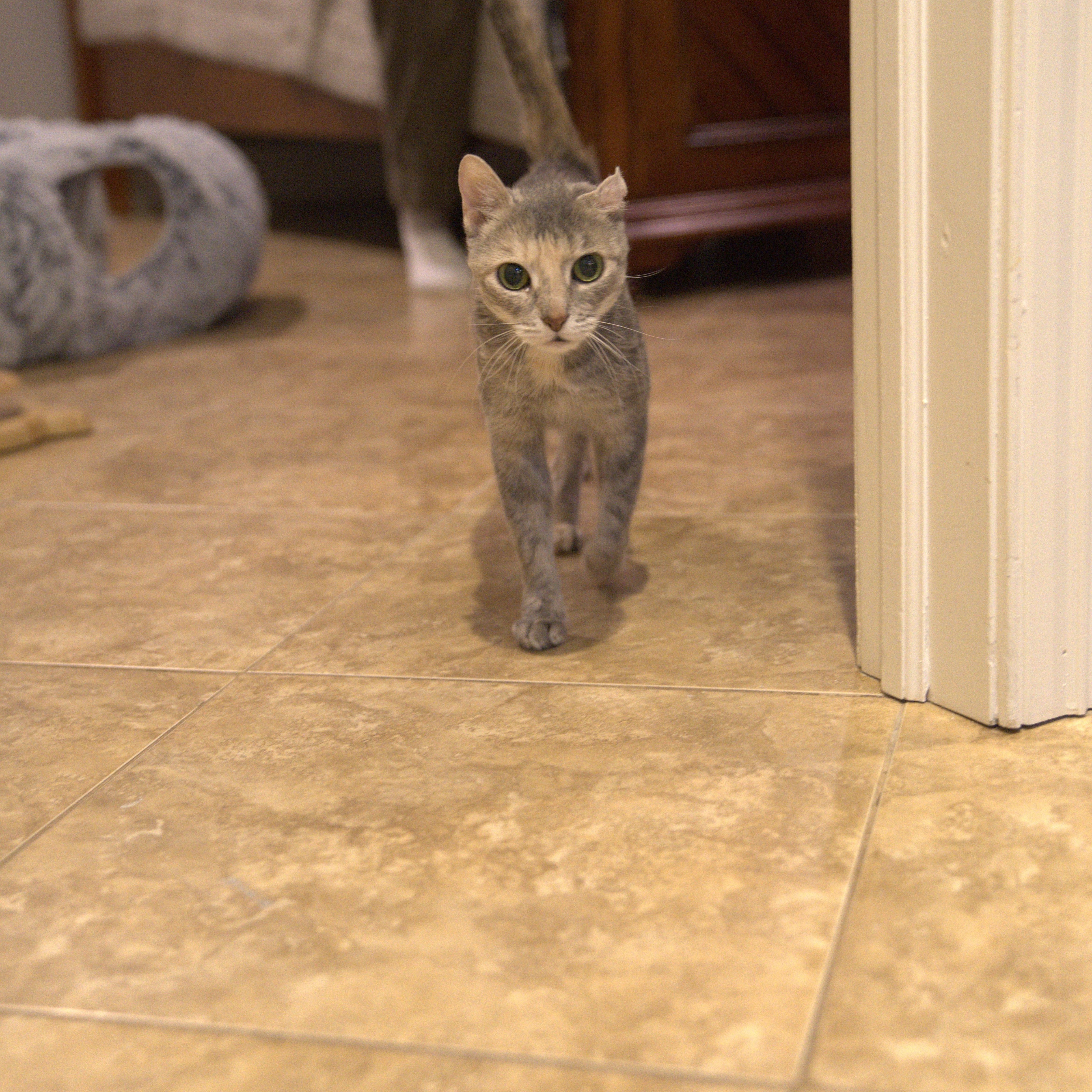 Pacifica, ADOPTABLE, Adult Female Domestic Short Hair.