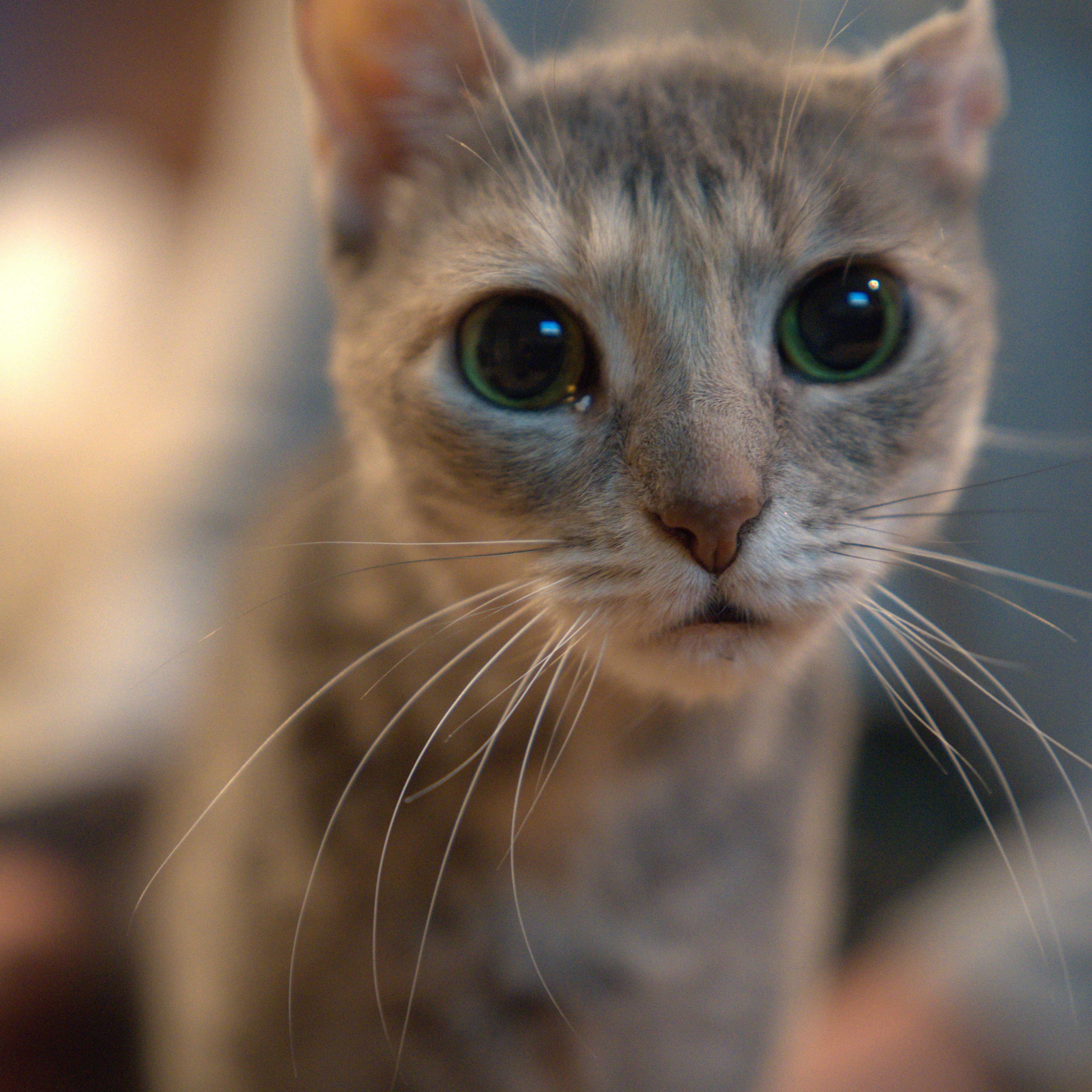 Enlarge Pacifica, a ADOPTABLE Domestic Short Hair in Thornwood, NY image 3/5