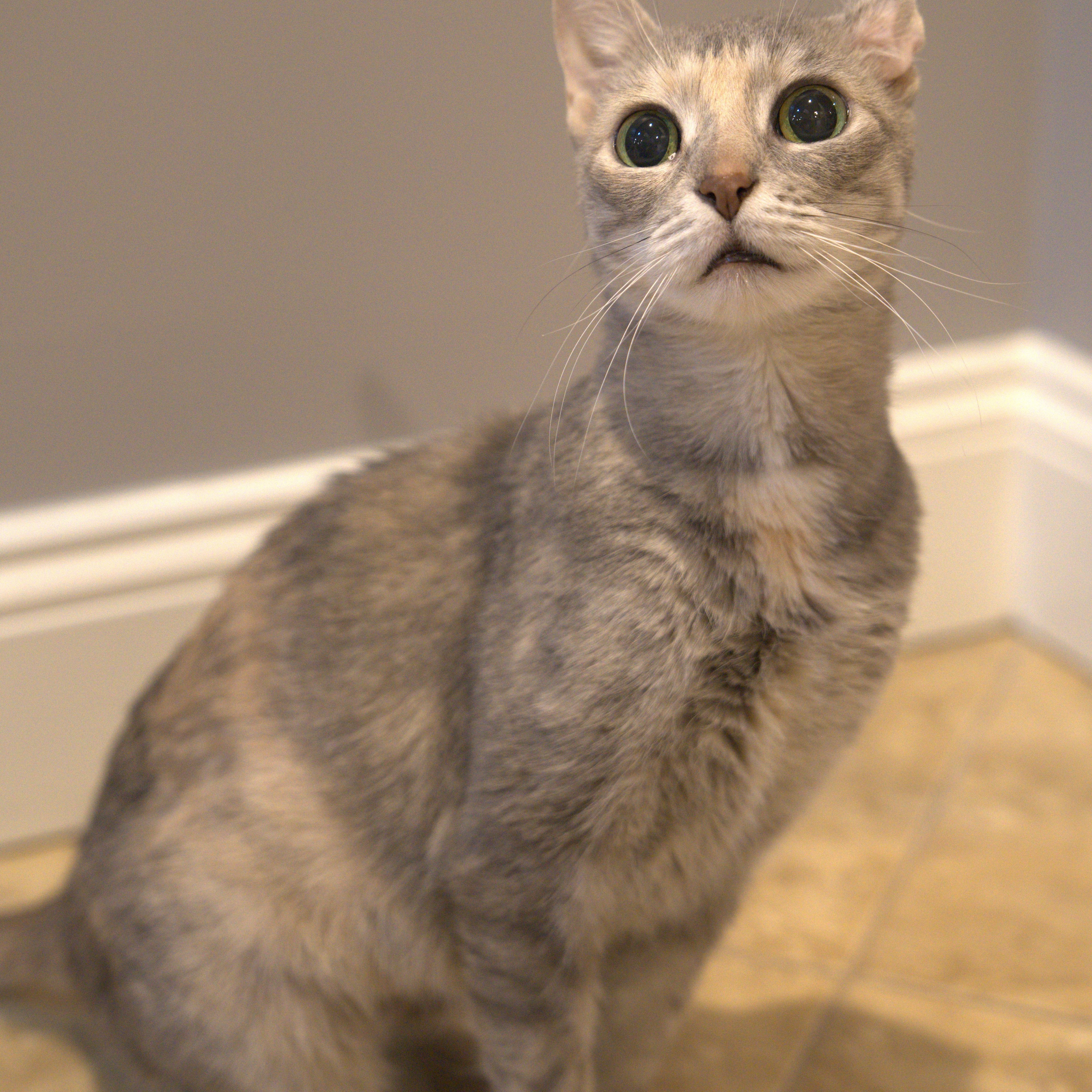Enlarge Pacifica, a ADOPTABLE Domestic Short Hair in Thornwood, NY image 4/5